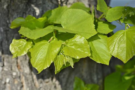 小葉菩提樹